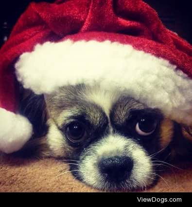 Charlies all ready for Santa to come.  Pe#king charles cavalier…