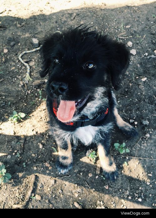 Rex’s first time in a dog park, you can tell he enjoyed it.