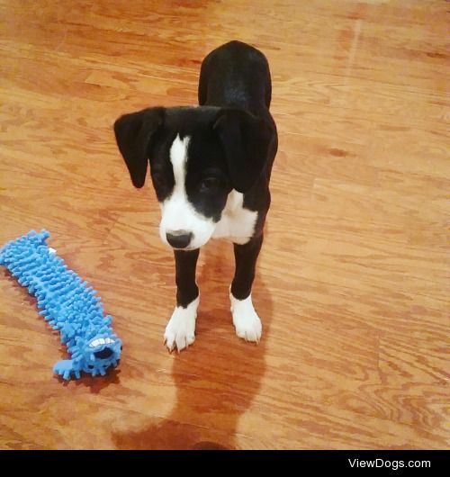 Archie our new pup!