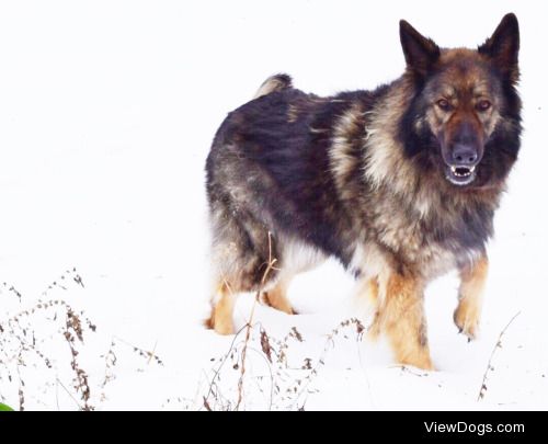 5-year-old, long-haired GSD, Lucy