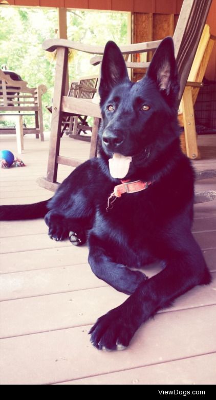 Our majestic German Shepard, Luna. Now, and back when we got…
