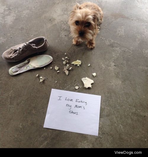 Dad’s shoes are too stinky, mom’s are just…