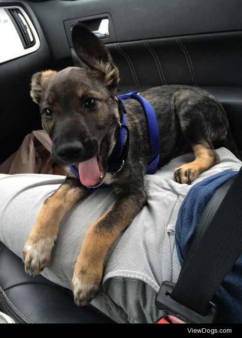 Chief, my shepherd mix pup when I first brought him home 9months…