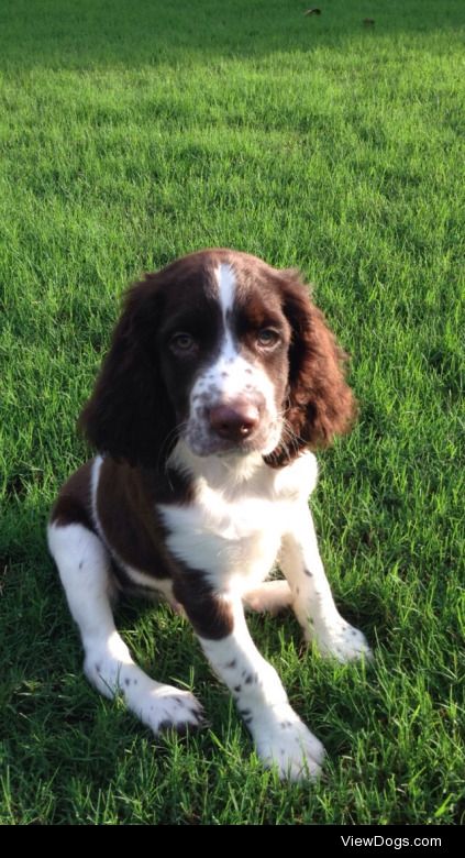 Shiner, my English Springer Spaniel back when he was only two…