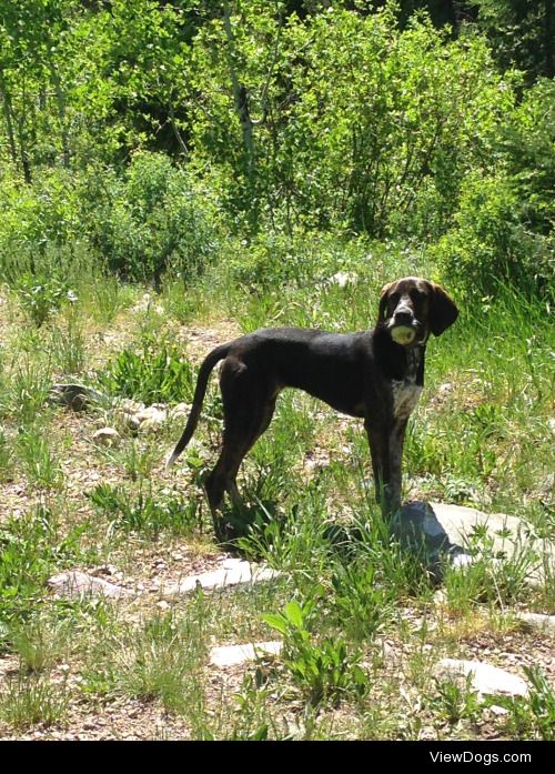 This is Layla, the two year old Plott Bluetick hound mix.