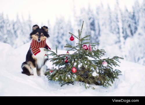 spartathesheltie:

Happy holidays, everyone!