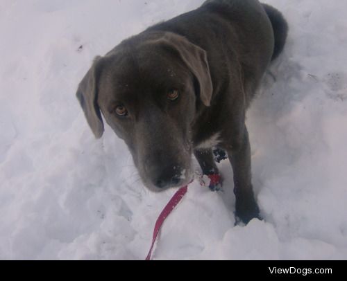 Gunther, Labrador/Weimaraner mix 