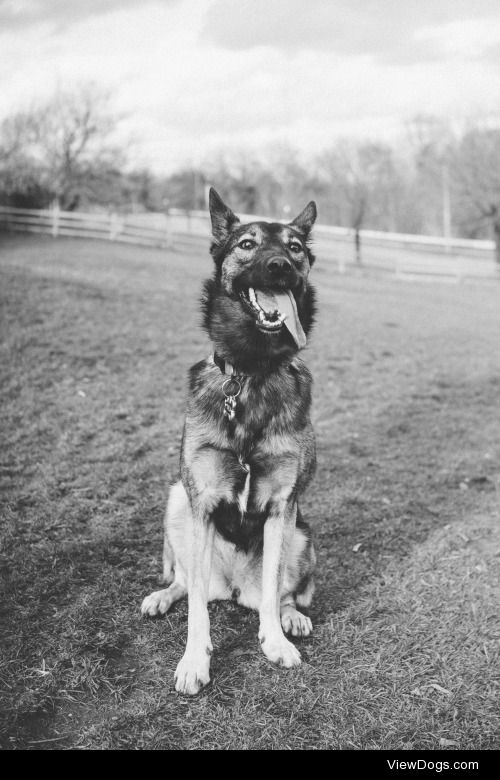 This is Mila. She survived the Sochi Olympics last year and flew…