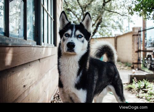 My bro’s Siberian Husky, Thaddeus.