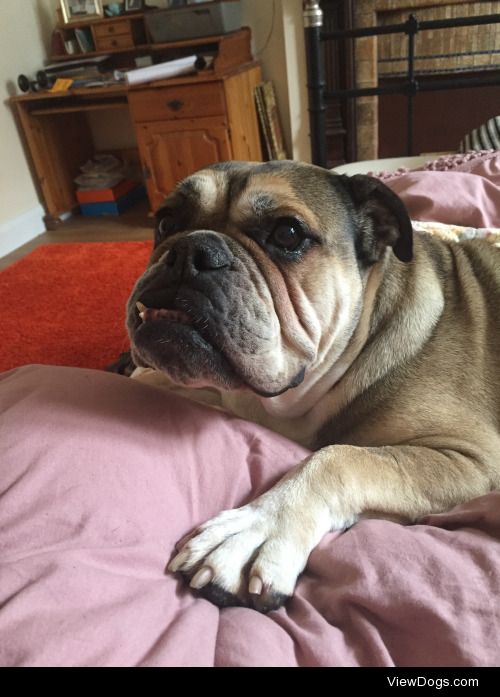 This is Blossom the bulldog, an 8 year old rescue from London!