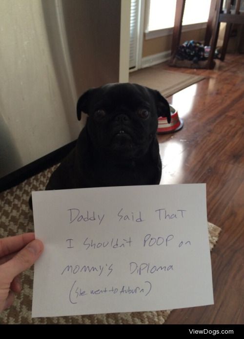 Bah Hum Pug

Daddy said I shouldn’t poop on Mommy’s…