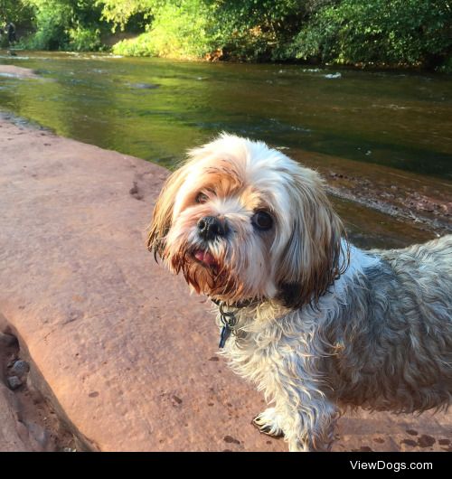 This is Teddy, he’s all muddy from a fun day at the creek!