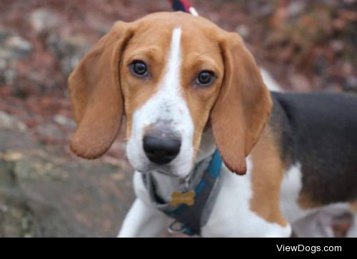 Our handsome, 6 Month Old male Beagle, Copper :)