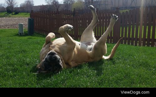 Daisy enjoying the sunshine back in august