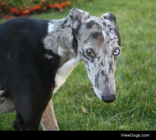 This is Jewels! The greyhound, whippet cross with a hint of…