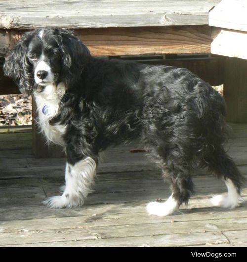 Maya the Supermodel. Sheltie/Cocker Spaniel, Southern Belle,…