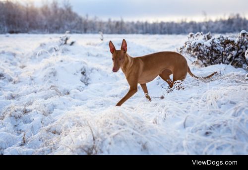 Tor-Inge Wold | Pharaohs hound in a strange environment