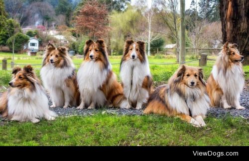 dezignphotos | Shelties at Warburton.