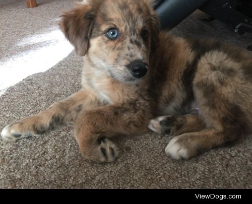 His name is Maksym, he’s an Australian Shepherd/Golden…