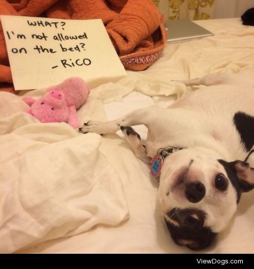 What? I’m not allowed on the bed?

Who, me? Rip a gaping…