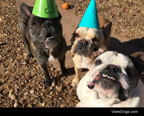 Willis and Kermit turned 1 today! And Molly, she just likes a…