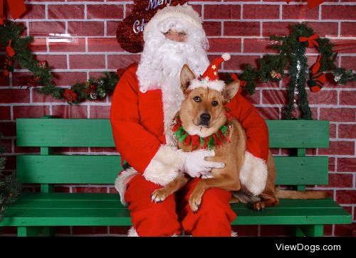 Happy Howlidays from Courage the Carolina Dog!