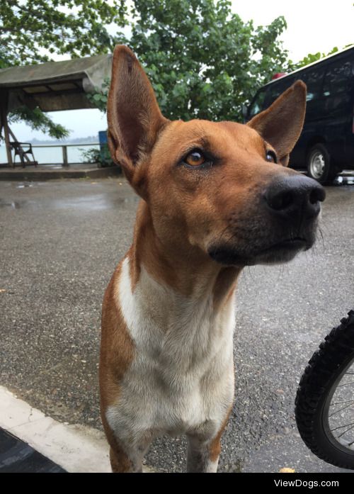 One of many handsome mutts in Pulau Ubin, Singapore.