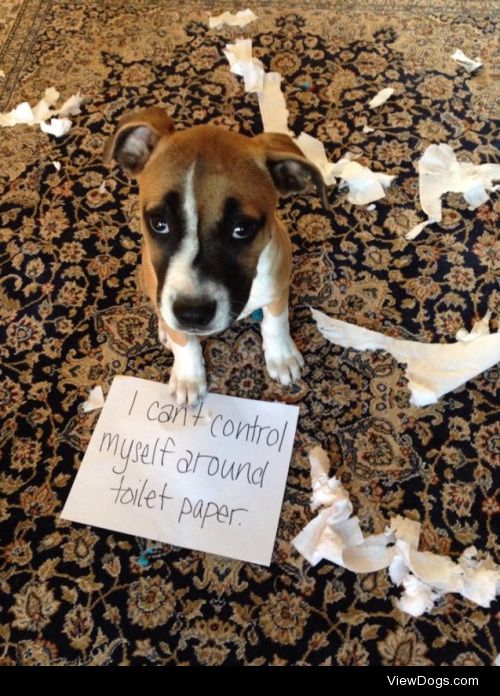 WHO BOUGHT ONE-PLY?!?!?

My three month old puppy loves to get…