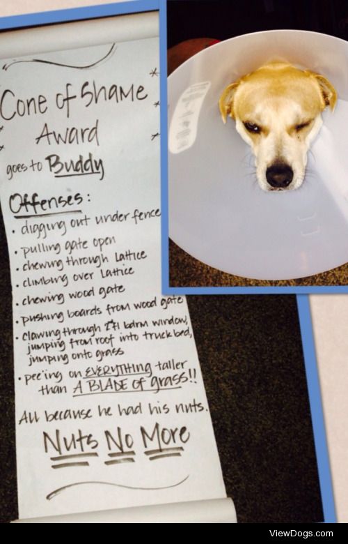 The Naughty list is long for Buddy

Cone Of Shame Award goes to…