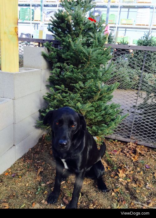 Tree shopping with beau