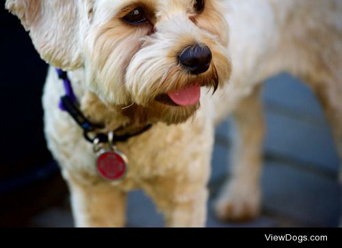 Scarlett the Cavoodle