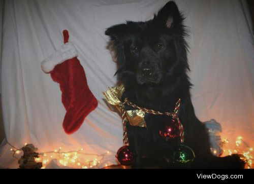 Leo the lab/chow mix is ready for the holidays