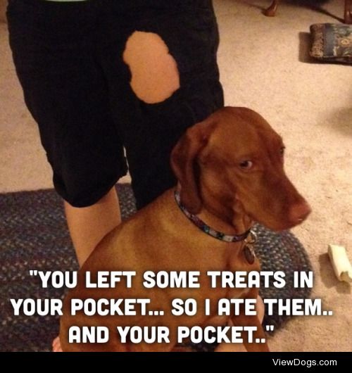 There’s a hole in my pocket, dear Vizsla

Sydney loves her…