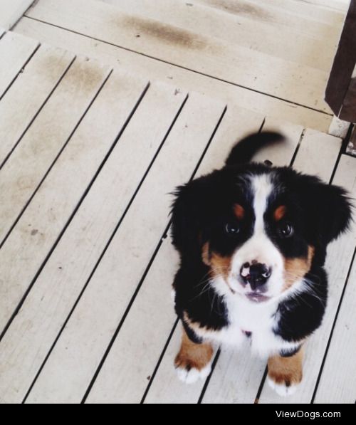 Here is Belen the Bernese, four years later! She lives in Kansas…