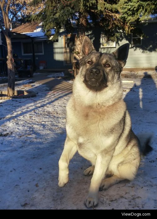 Noah, the Norwegian elkhound, enjoying the snow!~