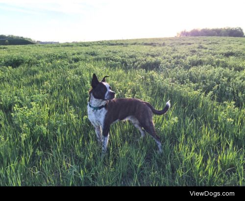 This is Luke, he’s a Boston Terrier cross Red Heeler.