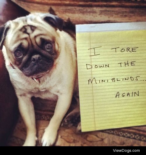 Cubbie hates mini blinds

I tore down the mini…