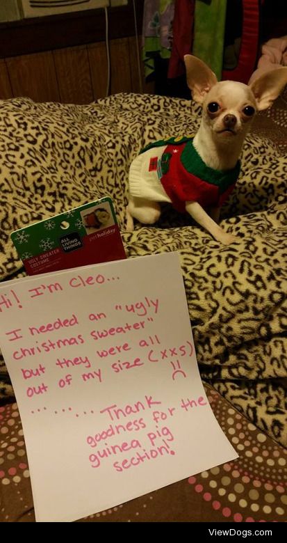 Ugly Christmas Sweater

Miss Cleo has to wear outfits designed…