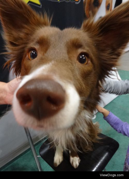 Meeting a dog after the Superdogs show :)