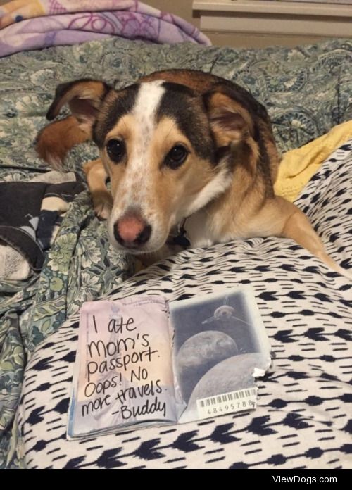 Have Passport, Will Eat.

Dog Shaming’s little cousin…