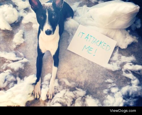 It attacked me!

The pillow attacked me while my mum and dad…