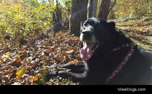 Lucky the lab!