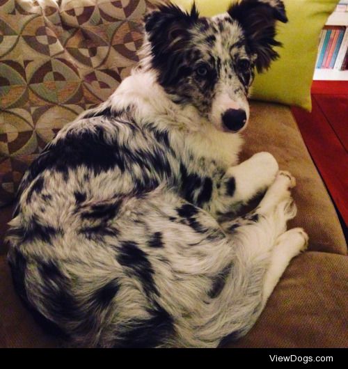 JD (Just Dog) 6 month old Australian shepherd