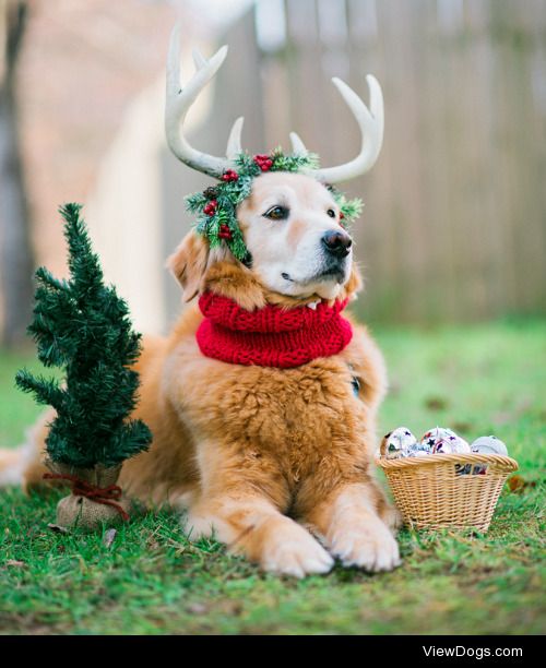 Santa’s sweetest little reindeer rides in the sleigh tonight…