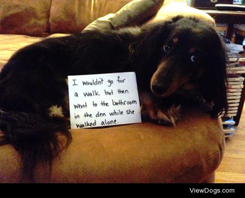 Making bad decisions, like a dachshund could do anything…