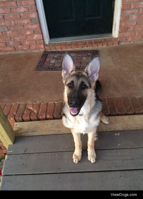 5 month old Full Blooded German Shepherd named Zeva