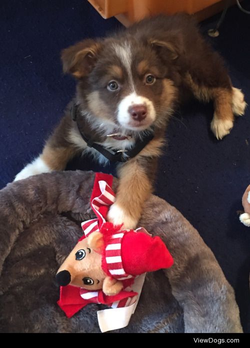 My family’s first aussie pup! His name is Captain, and he…