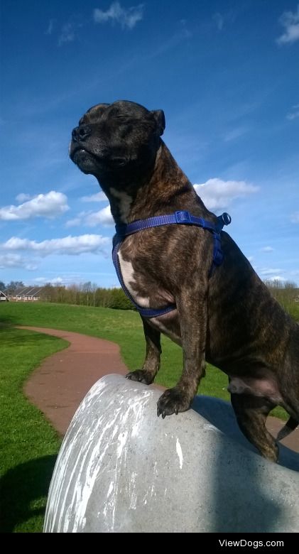 My gorgeous Staffordshire Bull Terrier, only 3 years old :D Toby…
