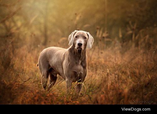 Seve Rin | Weimaraner II