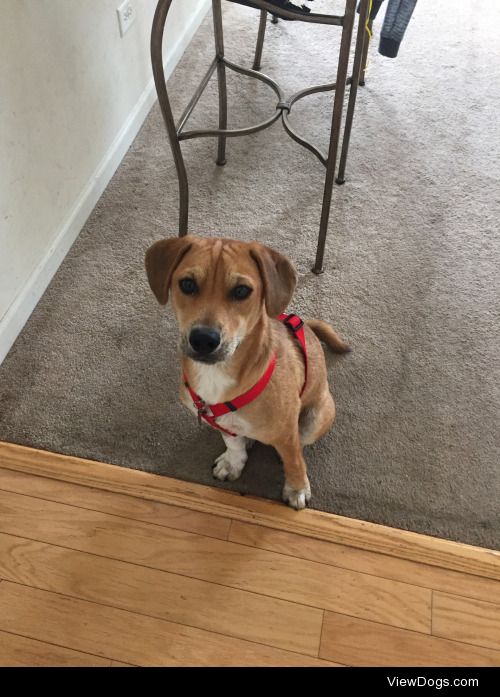 My 9 month old mutt, Canelo (beagle mix)